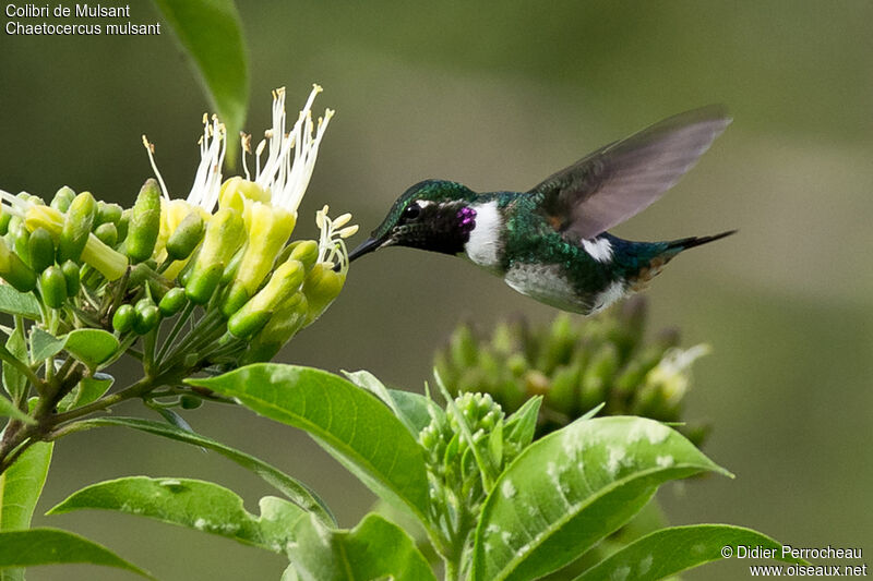 Colibri de Mulsant mâle adulte