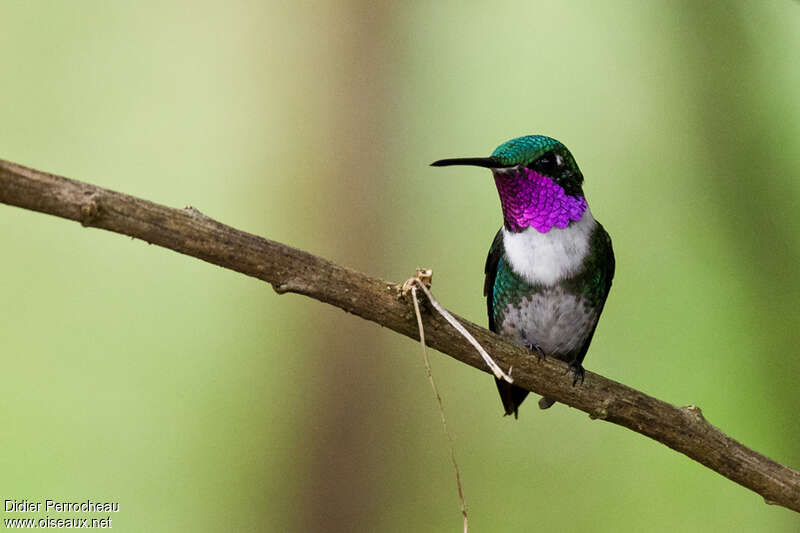 Colibri de Mulsant mâle adulte, portrait