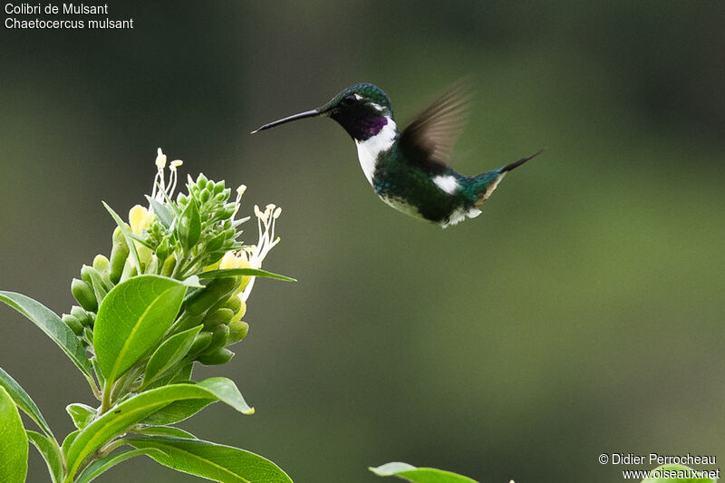 White-bellied Woodstar