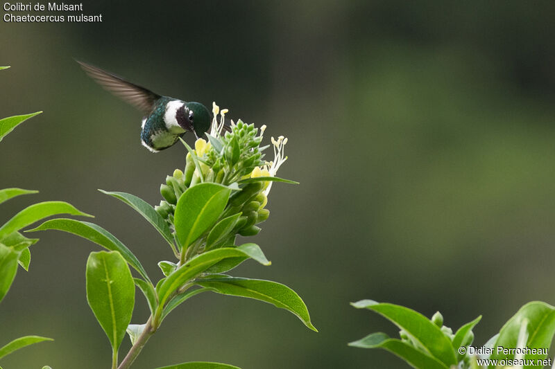 White-bellied Woodstar