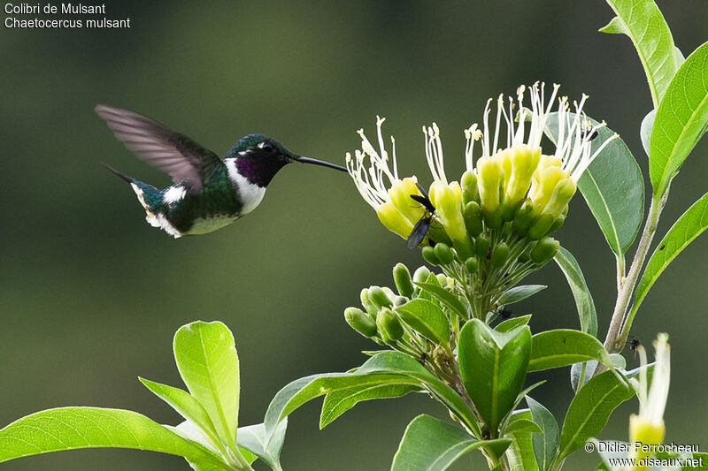 White-bellied Woodstar