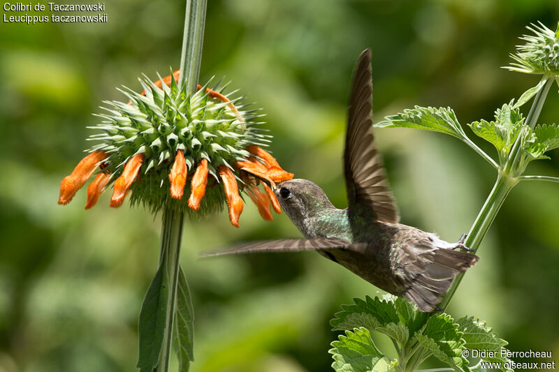 Colibri de Taczanowski