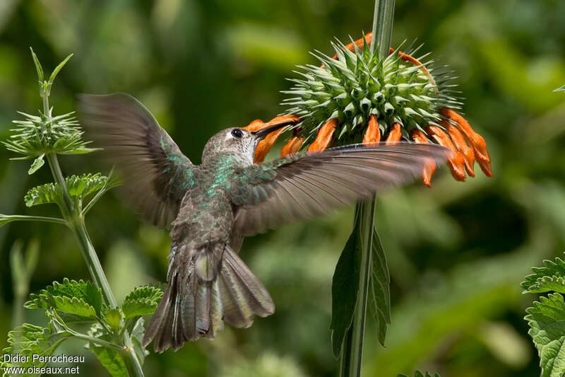 Colibri de Taczanowskiadulte, pigmentation, Vol, mange