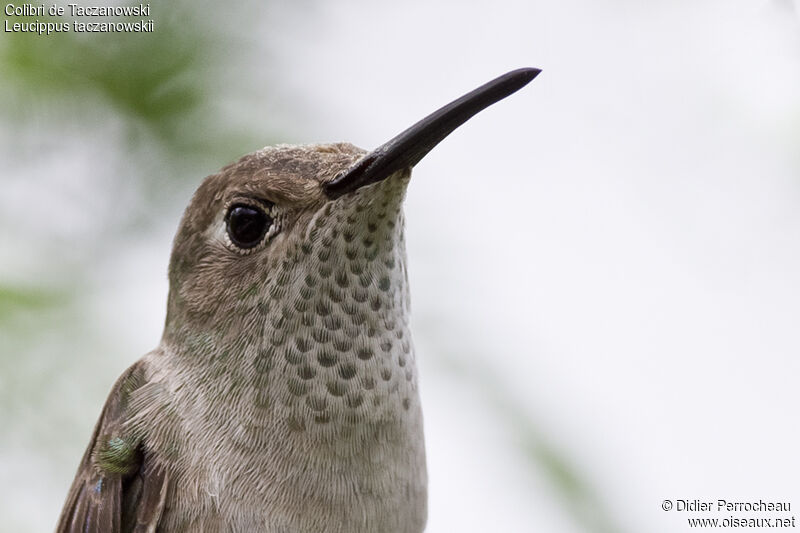 Spot-throated Hummingbird