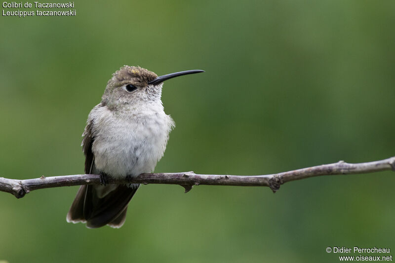 Colibri de Taczanowski