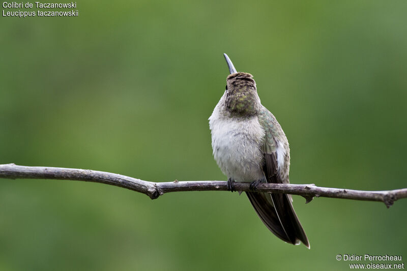 Colibri de Taczanowski