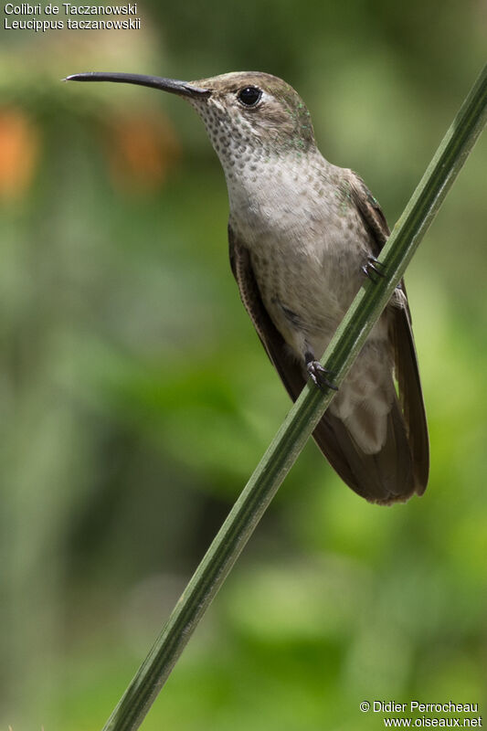 Colibri de Taczanowski