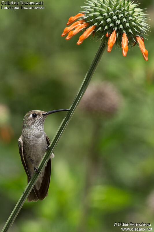 Spot-throated Hummingbird