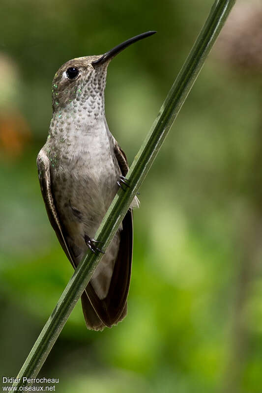 Colibri de Taczanowskiadulte, portrait