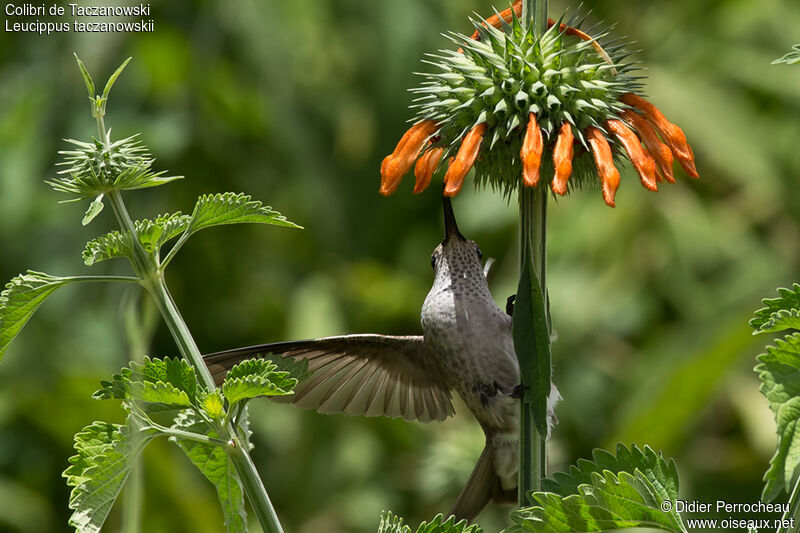 Colibri de Taczanowski