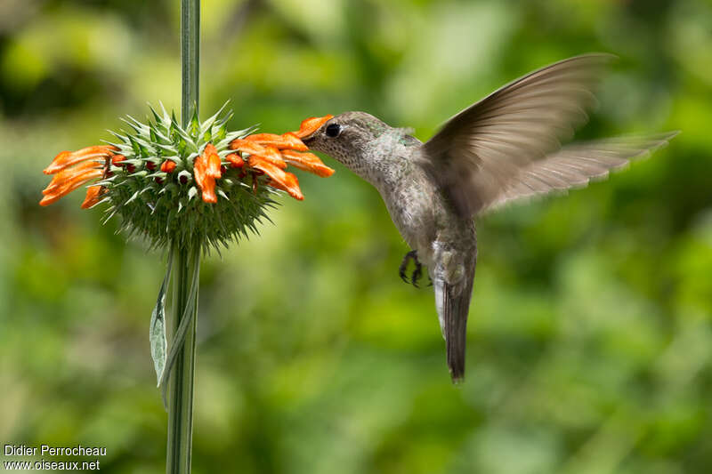 Colibri de Taczanowskiadulte, Vol, mange