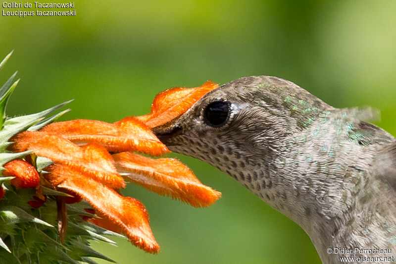 Colibri de Taczanowski