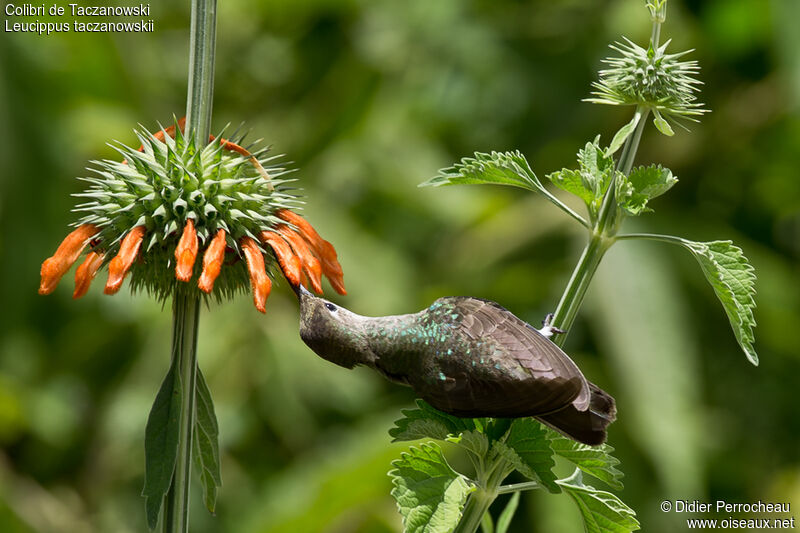 Spot-throated Hummingbird