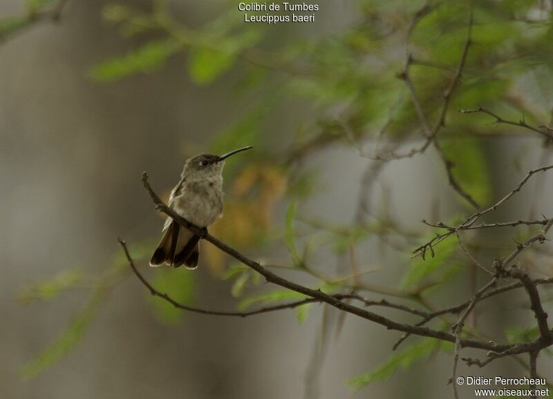 Colibri de Tumbes