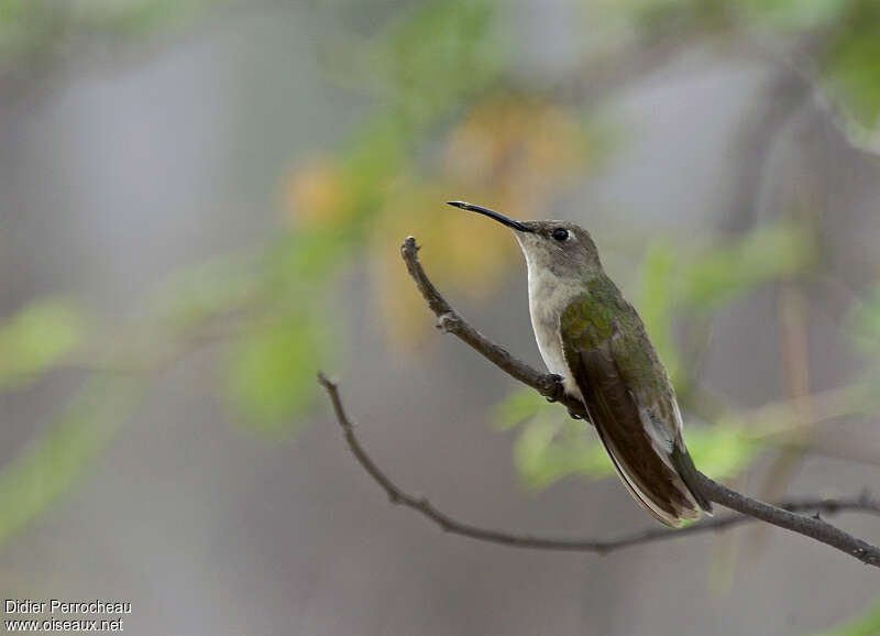 Colibri de Tumbesadulte, identification