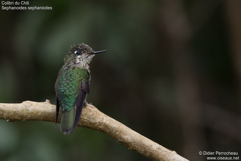 Colibri du Chili femelle adulte