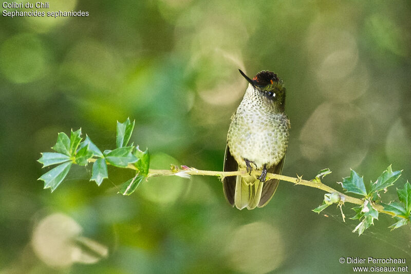 Colibri du Chili mâle adulte