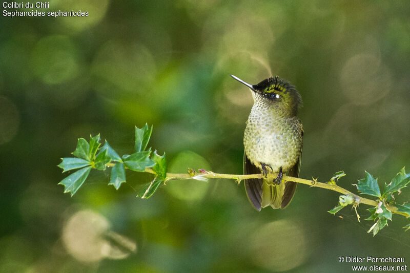 Green-backed Firecrown