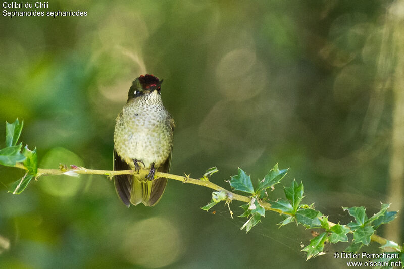 Colibri du Chili