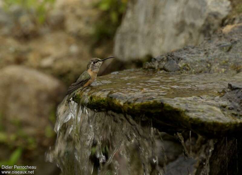 Colibri fanny femelle adulte