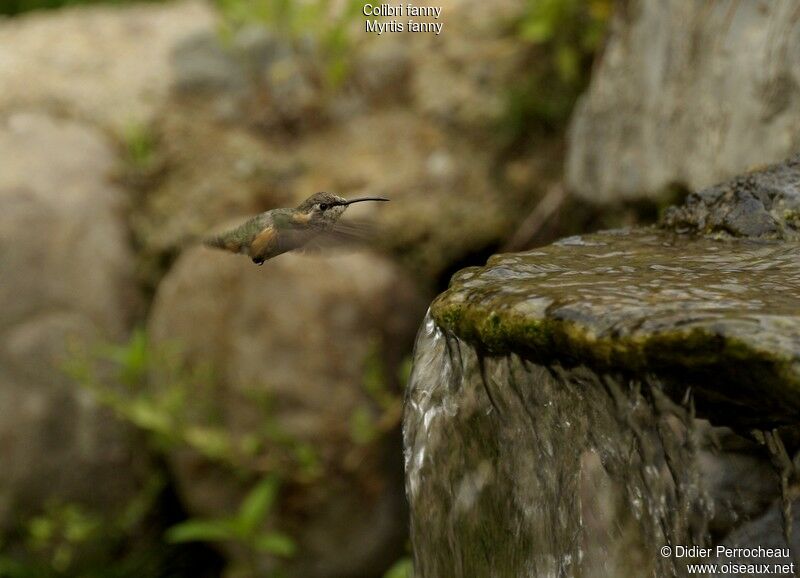 Colibri fanny femelle adulte