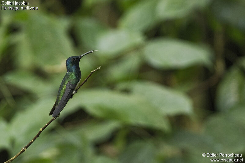 White-necked Jacobin male, identification