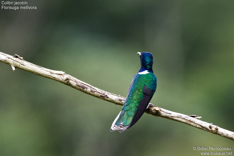 Colibri jacobin