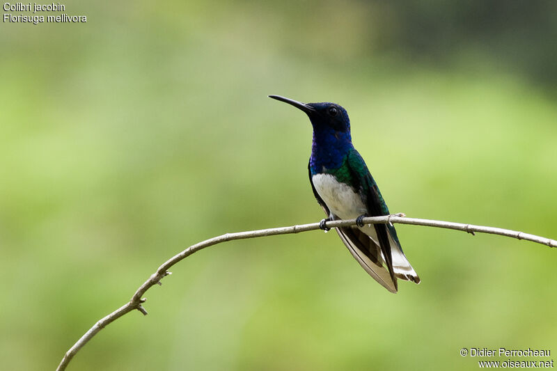 White-necked Jacobin