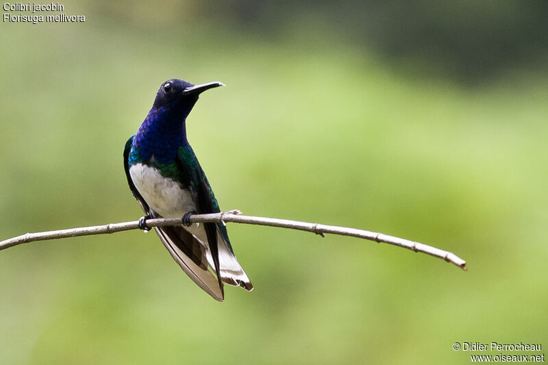 White-necked Jacobin