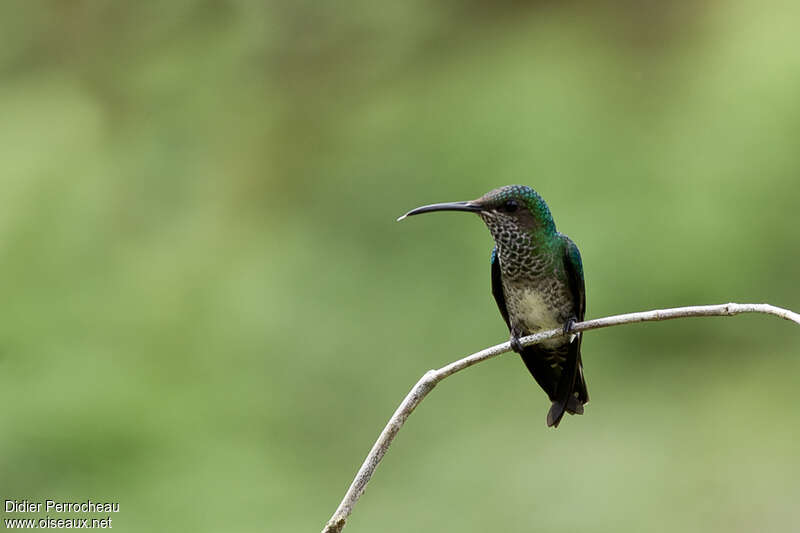 White-necked Jacobin female adult, identification