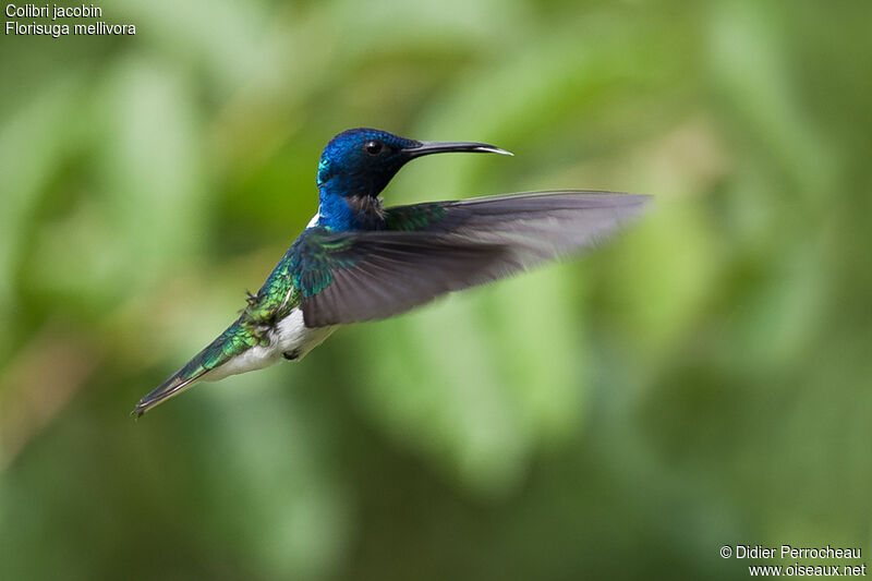 Colibri jacobin