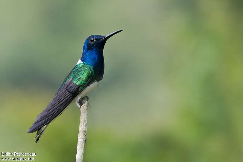 Colibri jacobin mâle adulte nuptial, identification