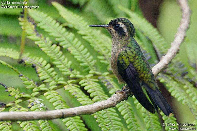 Speckled Hummingbirdadult, identification