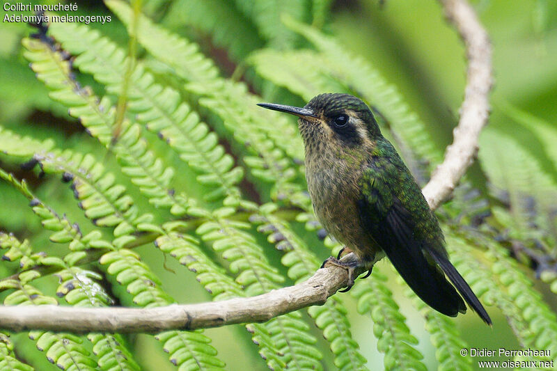 Colibri moucheté, identification