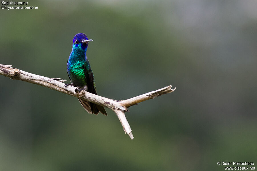 Colibri oenone