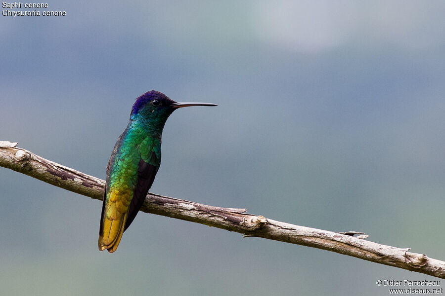 Colibri oenone