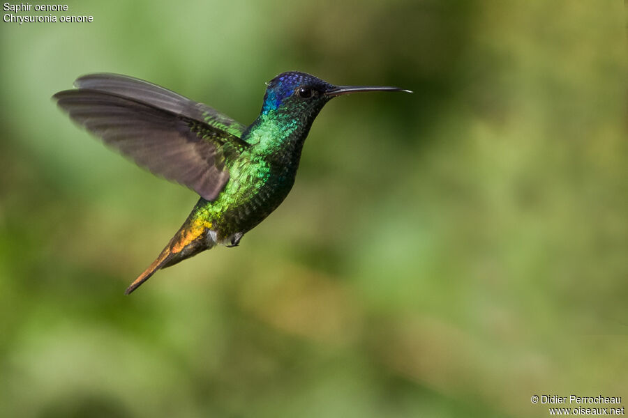 Colibri oenone