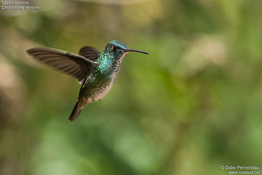 Colibri oenone