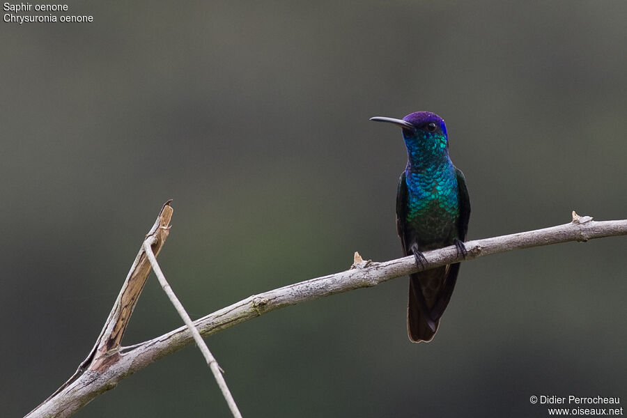 Colibri oenone