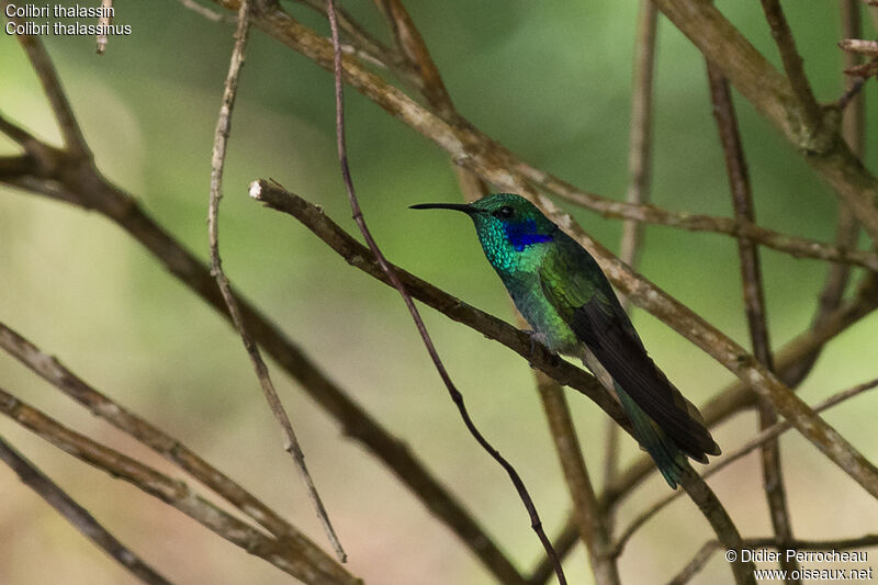 Colibri thalassin