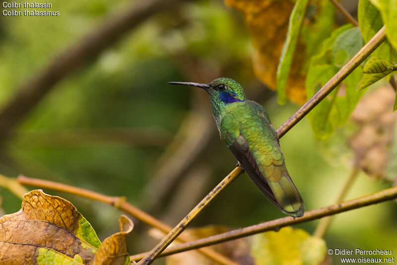 Colibri thalassin