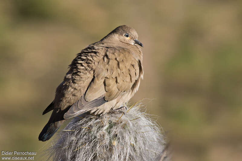 Black-winged Ground Doveadult, identification