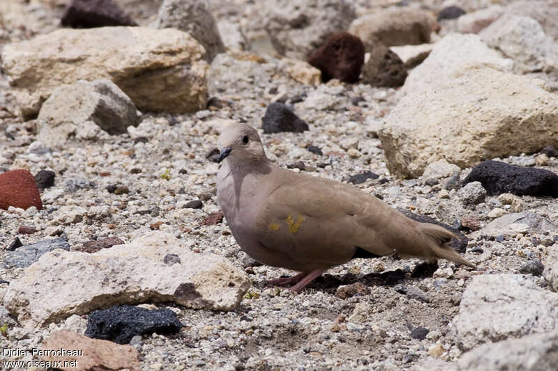 Colombe aymara