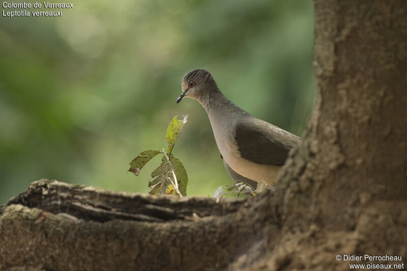 Colombe de Verreaux, identification