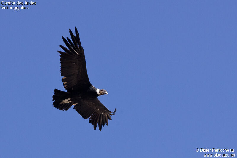 Condor des Andesadulte