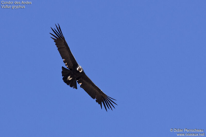 Condor des Andesadulte