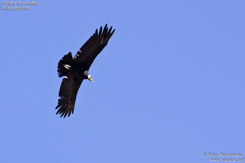 Condor des Andesadulte