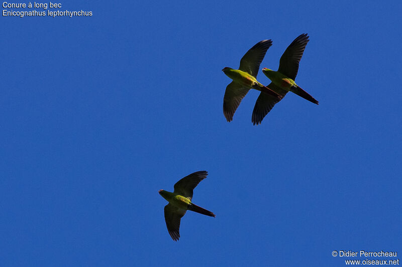 Slender-billed Parakeet