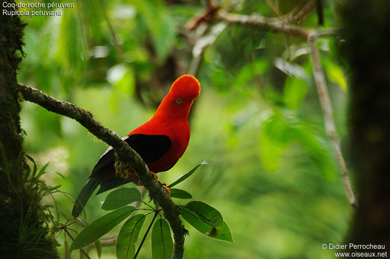 Andean Cock-of-the-rock male adult, identification