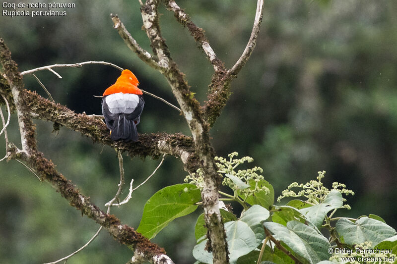 Andean Cock-of-the-rock